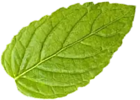 coffee leaf illustration